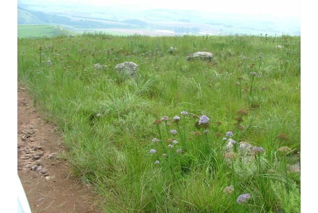 Natal tetraselago Natal tetraselago