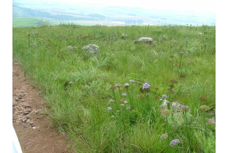 Tetraselago natalensis 19396
