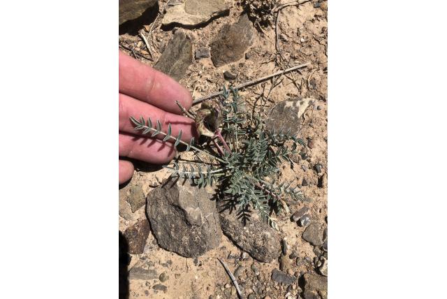 Watervall's astragalus