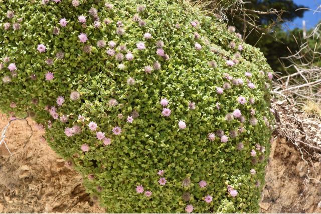 Bloemige klokjes pterocephalus