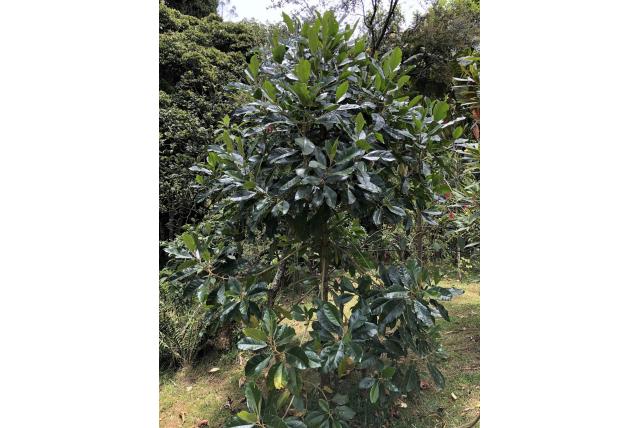 Bogota aegiphila