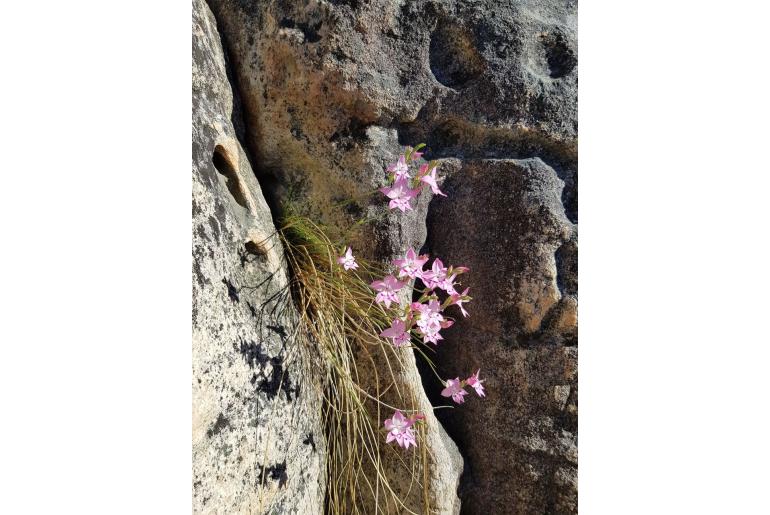 Gladiolus cylindraceus 19440