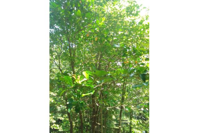 Ekman's goetzea