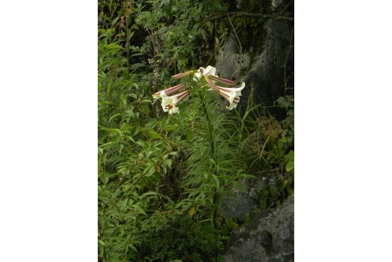 Lilium sargentiae 19459