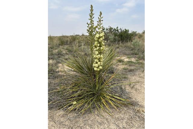 Vlakte yucca
