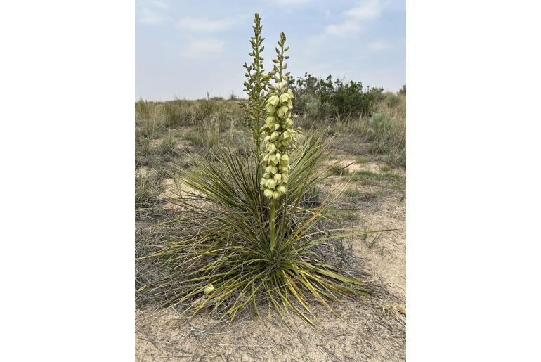 Yucca campestris -19462