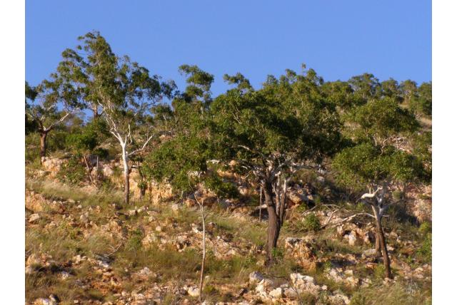 Kleine eucalyptus Kleine eucalyptus