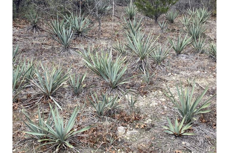 Yucca pallida -19478