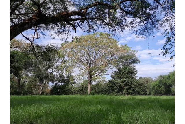 Albizia van Guachape