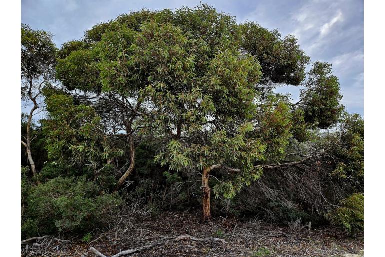 Eucalyptus rugosa -19485