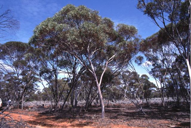 Gescheiden eucalyptus Gescheiden eucalyptus