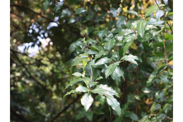 Diamantvormig-blad Diospyros