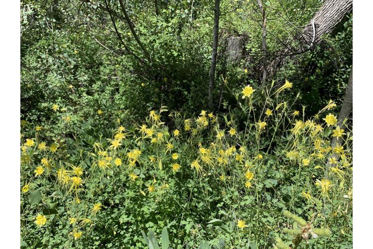 Aquilegia chrysantha -19516