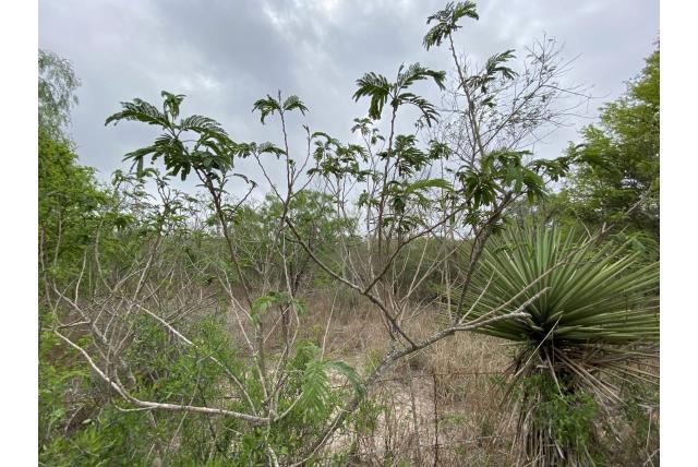 Guajillo acacia