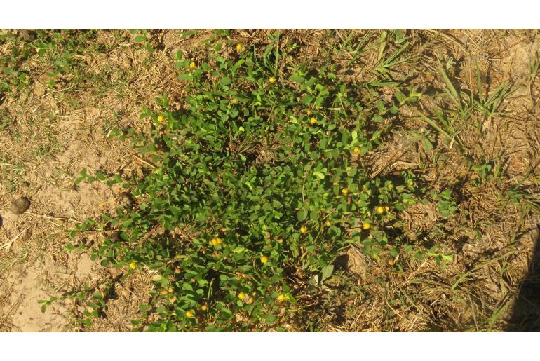 Chamaecrista rotundifolia -19530