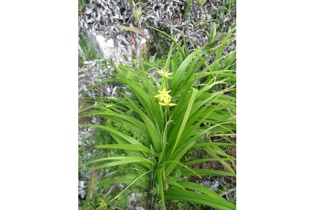 Veratrum-bladige empodium