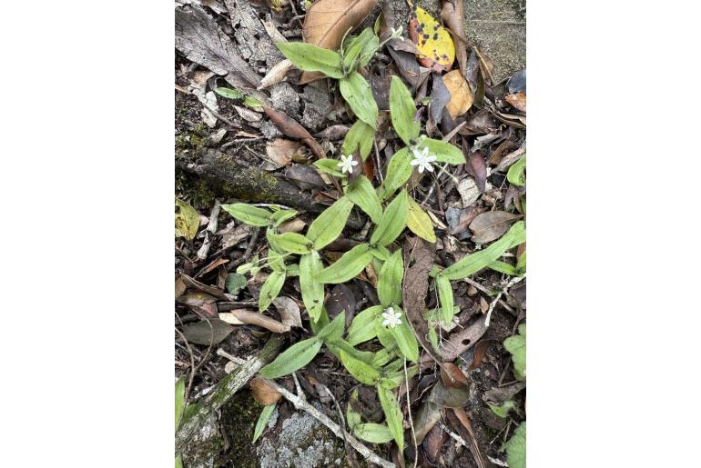 Hypoxis membranacea&nbsp;19540