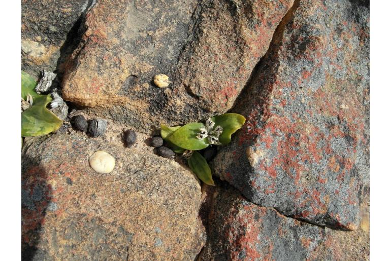 Massonia inaequalis 19544
