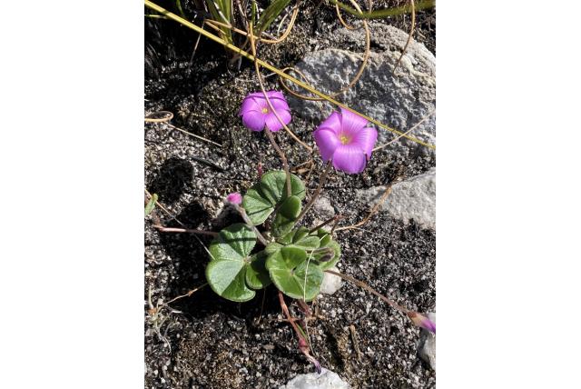Afgeknotte oxalis