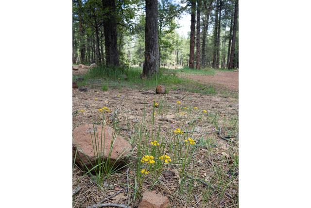 Lemmon's triteleia