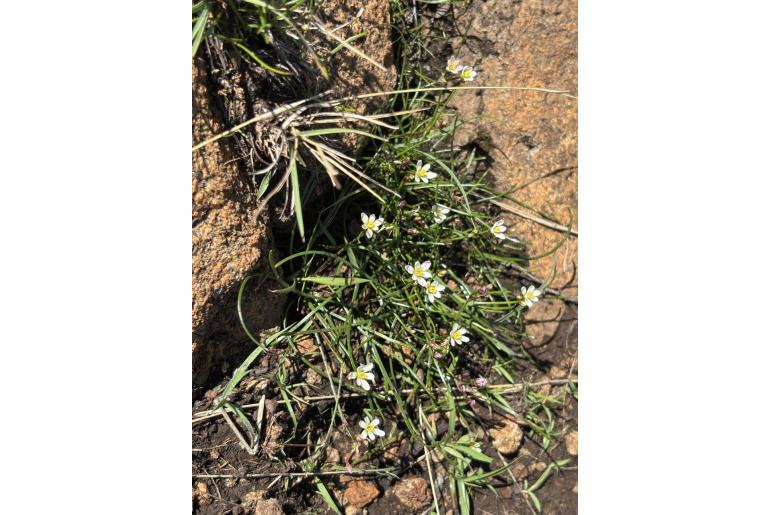 Tulbaghia siebertii 19561