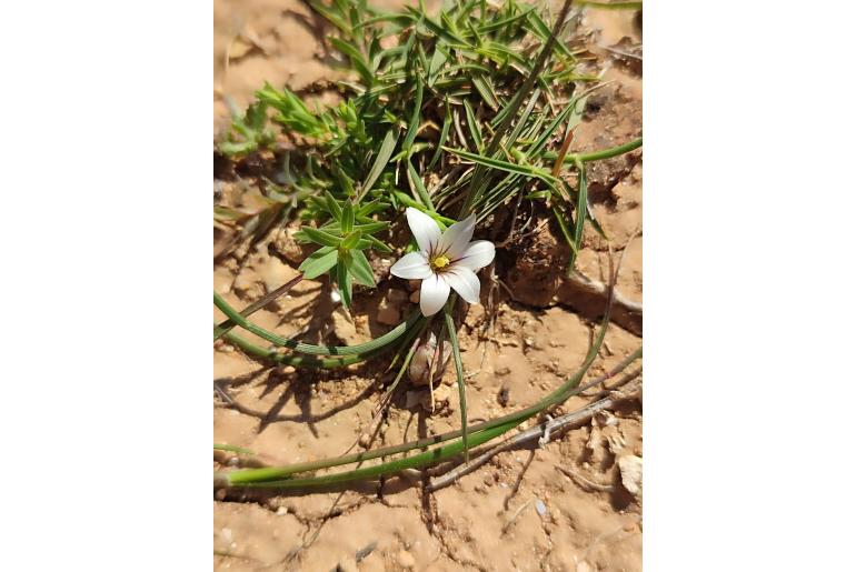 Romulea columnae ssp assumptionis -19565