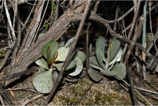 Bijna groene bladplant
