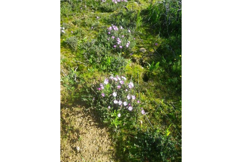 Antimima pulchella 19570