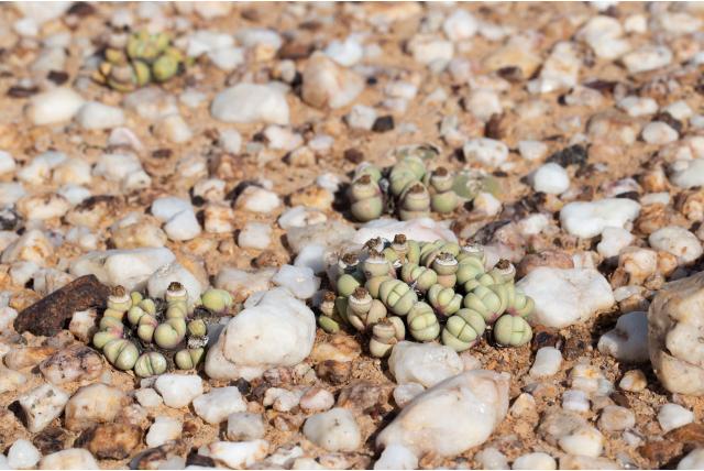 Frames argyroderma