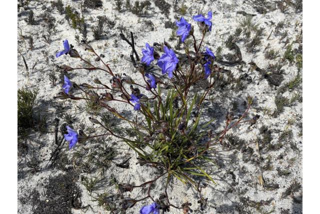 Snijbladige aristea