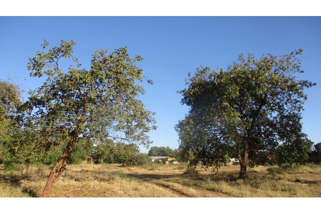 Afrikaanse kauwgom