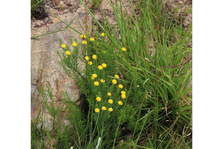 Chrysocoma tridentata -19584