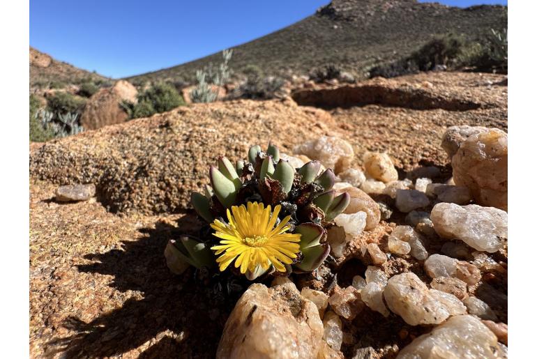 Conophytum bilobum ssp bilobum 19585