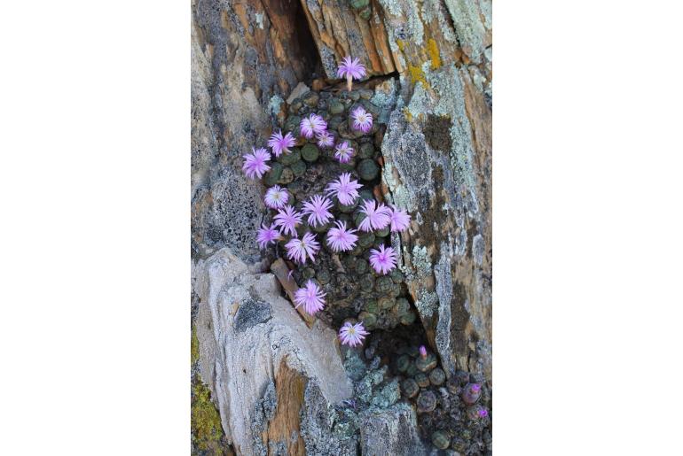Conophytum ficiforme 19586