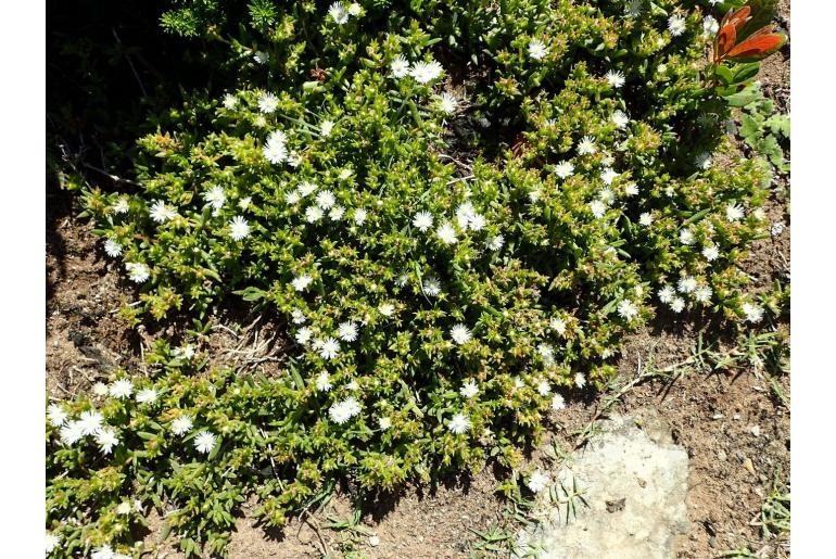 Delosperma inconspicuum -19587