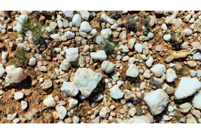 Pole Evans levende steentjes Pole Evans levende steentjes