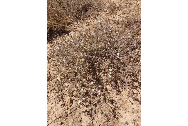 Kelk drosanthemum