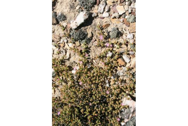 Haarachtige drosanthemum