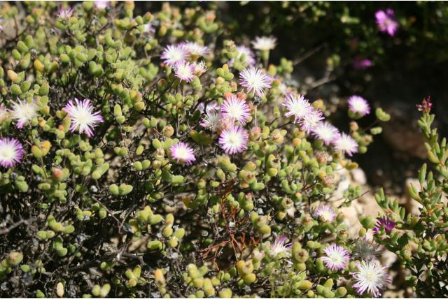 Kleine Karoo drosanthemum