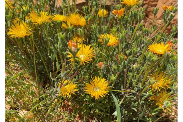 Hall's drosanthemum