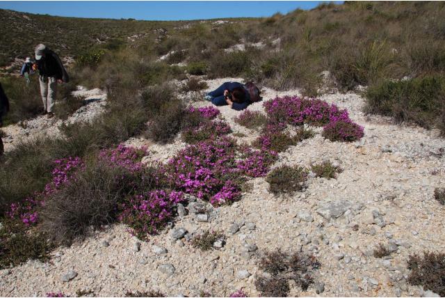 Kwart drosanthemum