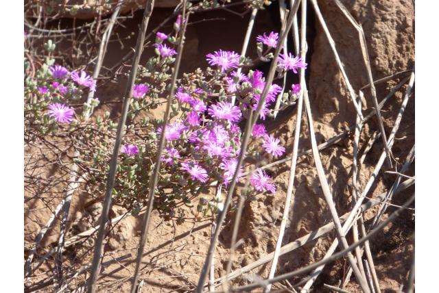 Gecomprimeerde drosanthemum