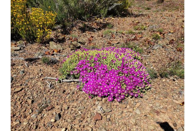 Geringde drosanthemum