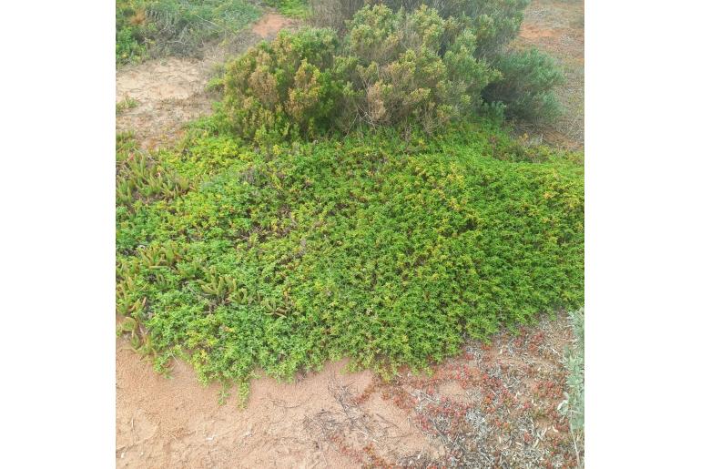 Aizoon pubescens -19602