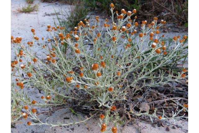 Cochlearia lijkende strobloem