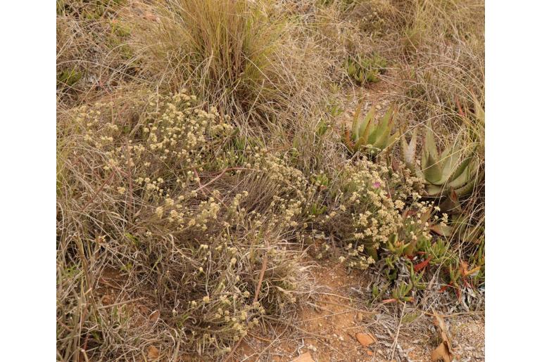 Helichrysum rosum 19605