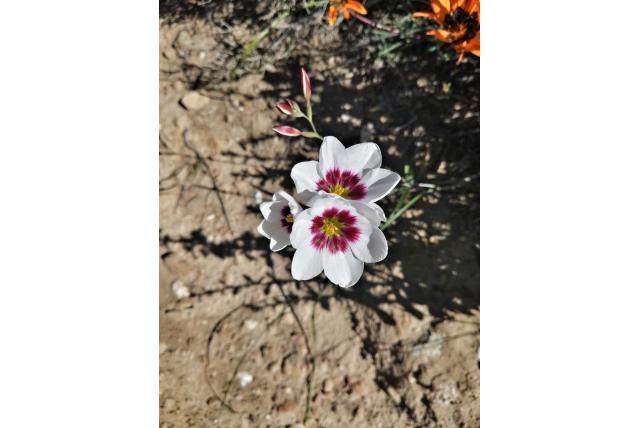 Leipoldt's avondbloem Leipoldt's avondbloem