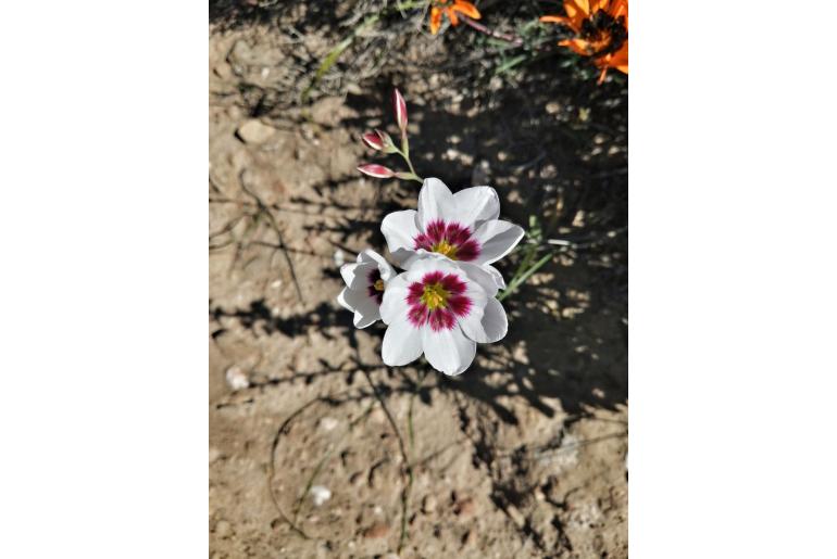 Ixia leipoldtii 19608