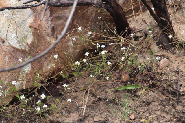 Gelinkte heliophila