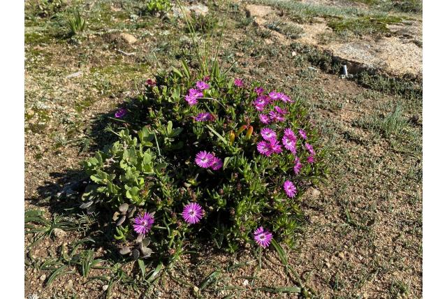 Grote vleuge lampranthus Grote vleuge lampranthus